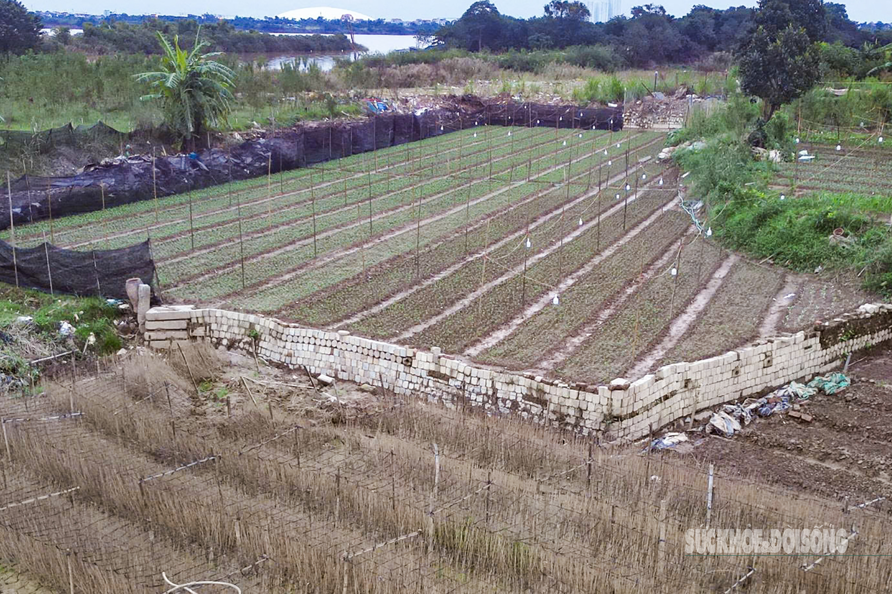 Người dân Nhật Tân 'chạy đua' trồng hoa Tết - Ảnh 9. Người dân Nhật Tân 'chạy đua' trồng hoa Tết - Ảnh 9.