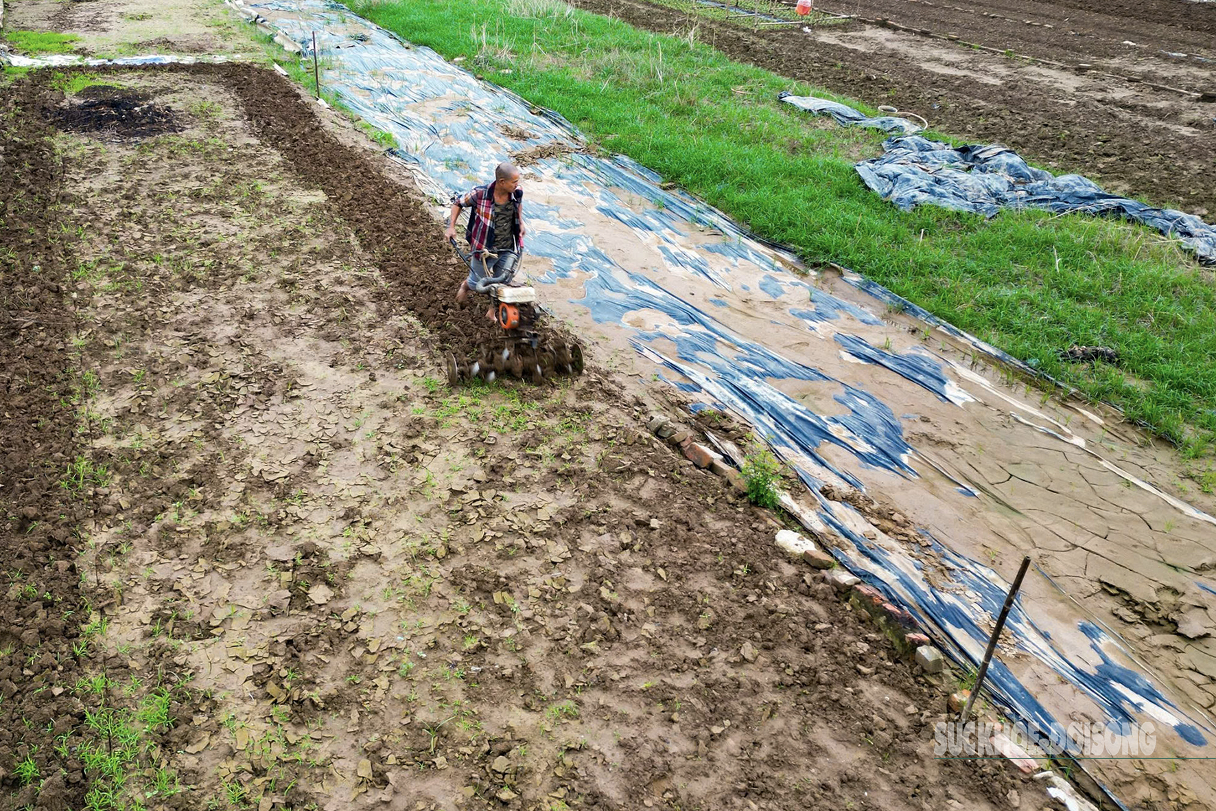 Người dân Nhật Tân 'chạy đua' trồng hoa Tết - Ảnh 3. Người dân Nhật Tân 'chạy đua' trồng hoa Tết - Ảnh 3.