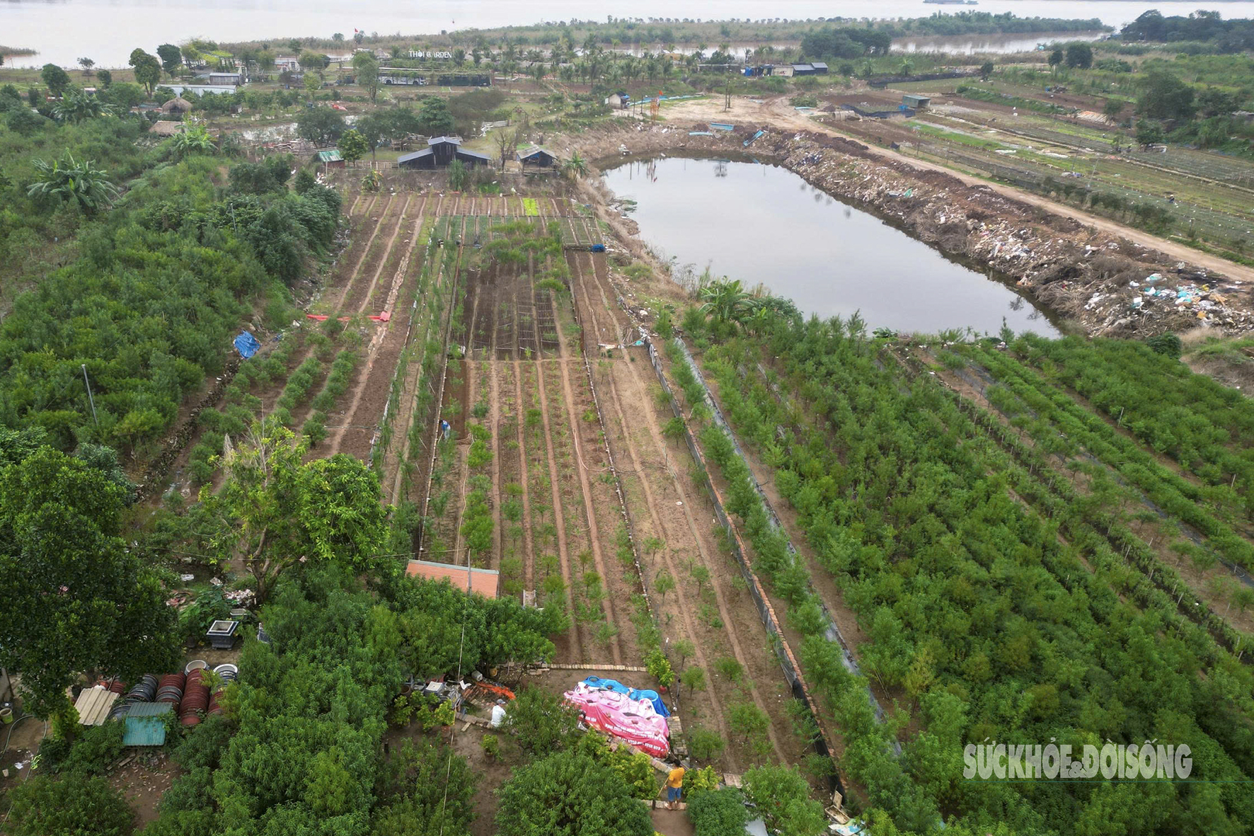 Người dân Nhật Tân 'chạy đua' trồng hoa Tết - Ảnh 2. Người dân Nhật Tân 'chạy đua' trồng hoa Tết - Ảnh 2.