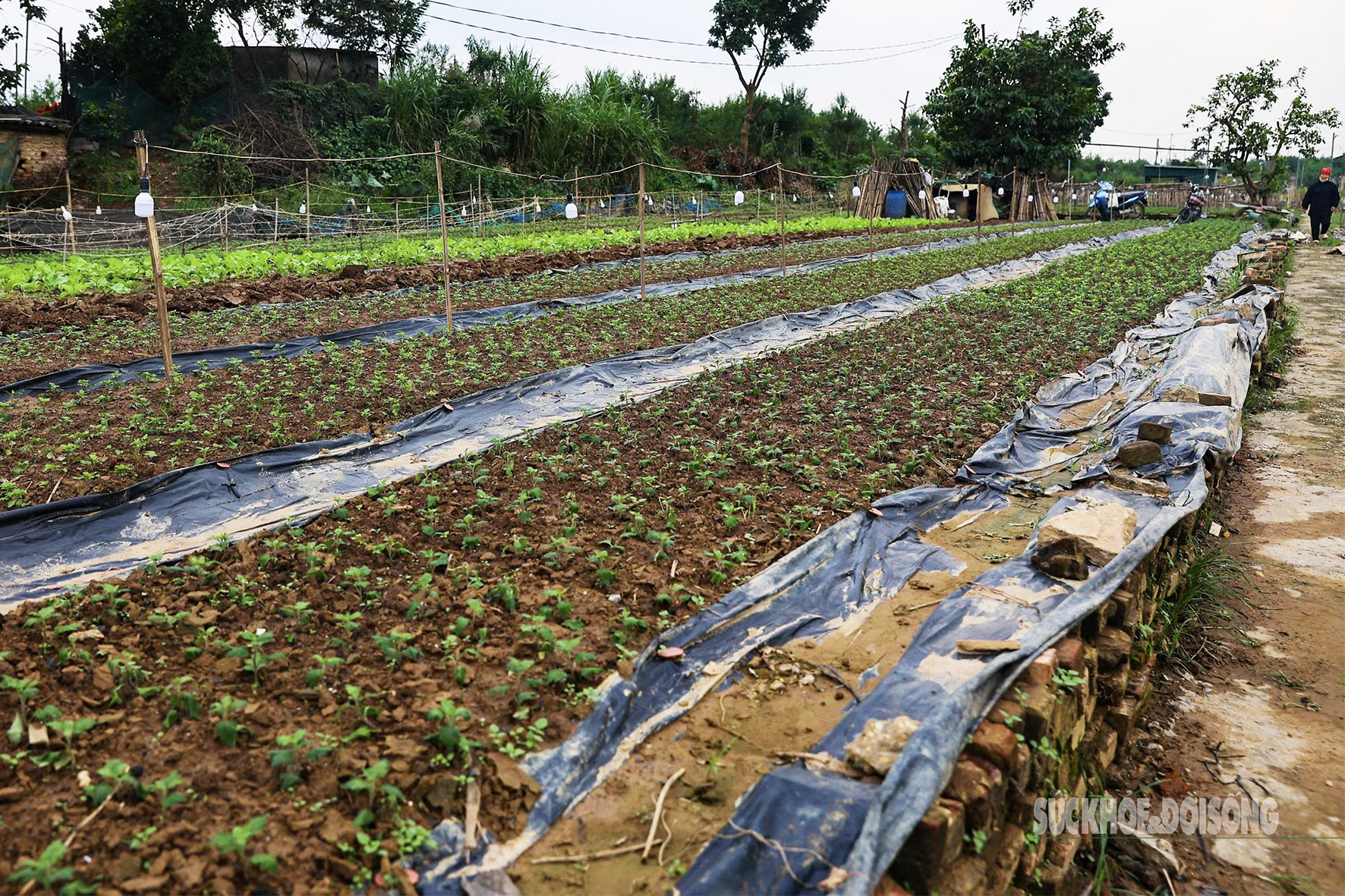 Người dân Nhật Tân 'chạy đua' trồng hoa Tết - Ảnh 1. Người dân Nhật Tân 'chạy đua' trồng hoa Tết - Ảnh 1.