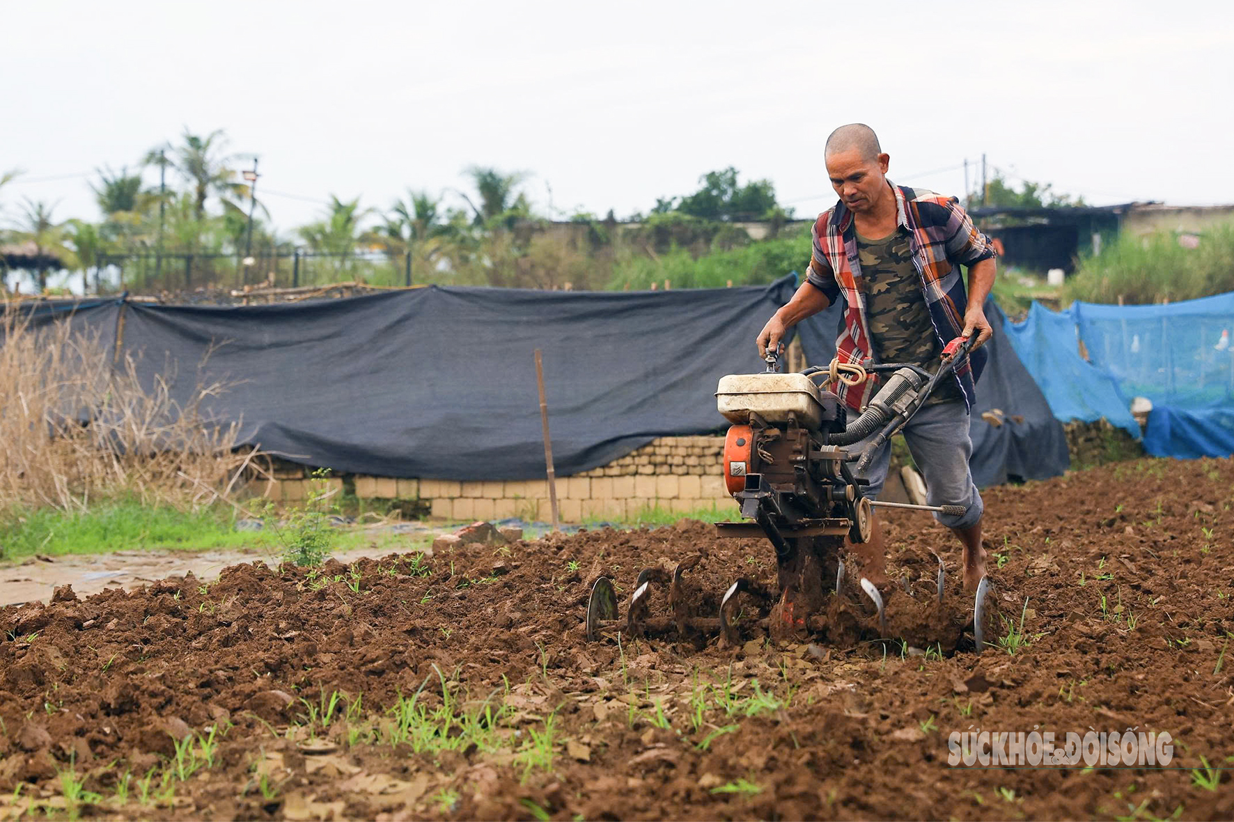 Người dân Nhật Tân 'chạy đua' trồng hoa Tết - Ảnh 4. Người dân Nhật Tân 'chạy đua' trồng hoa Tết - Ảnh 4.
