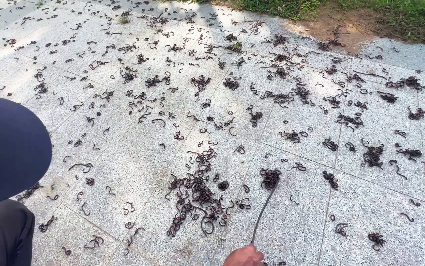 Chuyên gia nói gì việc hàng nghìn con giun bò lên mặt đất một cách bất thường?