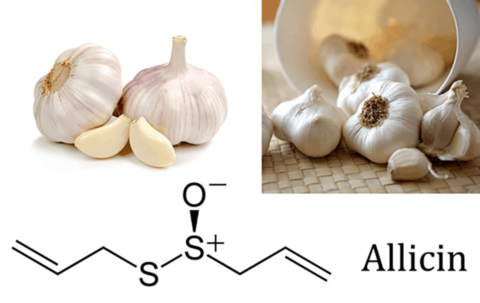4 ວິທີໃຊ້ຜັກທຽມຊ່ວຍປິ່ນປົວ ແລະ ປ້ອງກັນພະຍາດໄຂ້ຫວັດ A - ຮູບ 1. 4 cách sử dụng tỏi hỗ trợ điều trị và phòng ngừa cúm A- Ảnh 1.