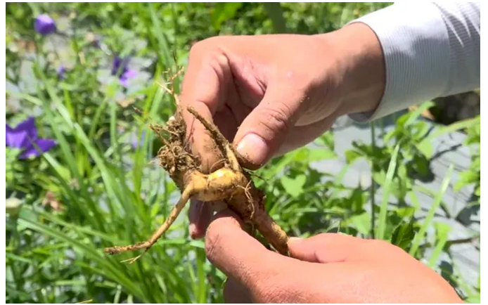 Đời sống bà con vùng cao được cải thiện nhờ dược liệu