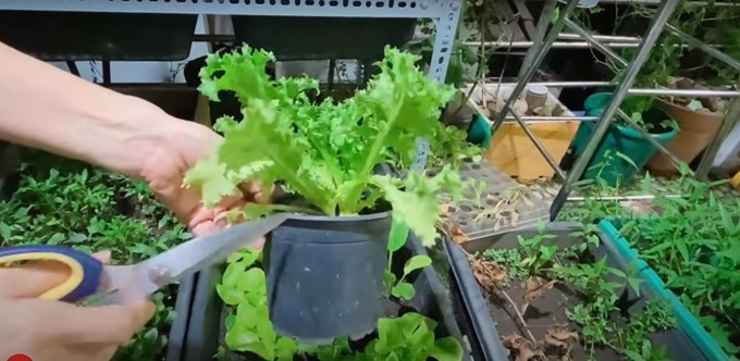 Từng òa khóc khi chia sẻ về biến cố bệnh tật, 'Nữ hoàng dân ca' Việt hiện sống ra sao?- Ảnh 28. Từng òa khóc khi chia sẻ về biến cố bệnh tật, 'Nữ hoàng dân ca' Việt hiện sống ra sao?- Ảnh 28.