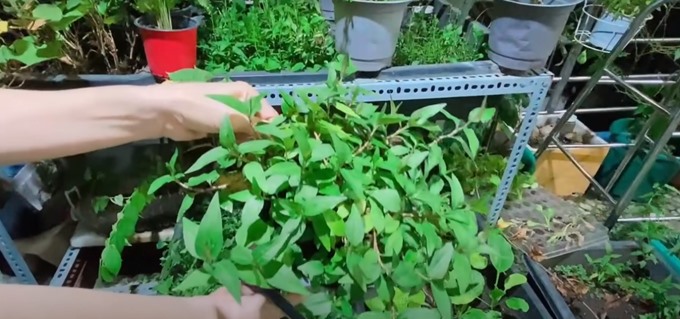 Từng òa khóc khi chia sẻ về biến cố bệnh tật, 'Nữ hoàng dân ca' Việt hiện sống ra sao?- Ảnh 27. Từng òa khóc khi chia sẻ về biến cố bệnh tật, 'Nữ hoàng dân ca' Việt hiện sống ra sao?- Ảnh 27.