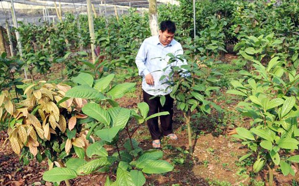 Khởi sắc kinh tế vùng cao nhờ cây dược liệu giá trị- Ảnh 3. Khởi sắc kinh tế vùng cao nhờ cây dược liệu giá trị- Ảnh 3.