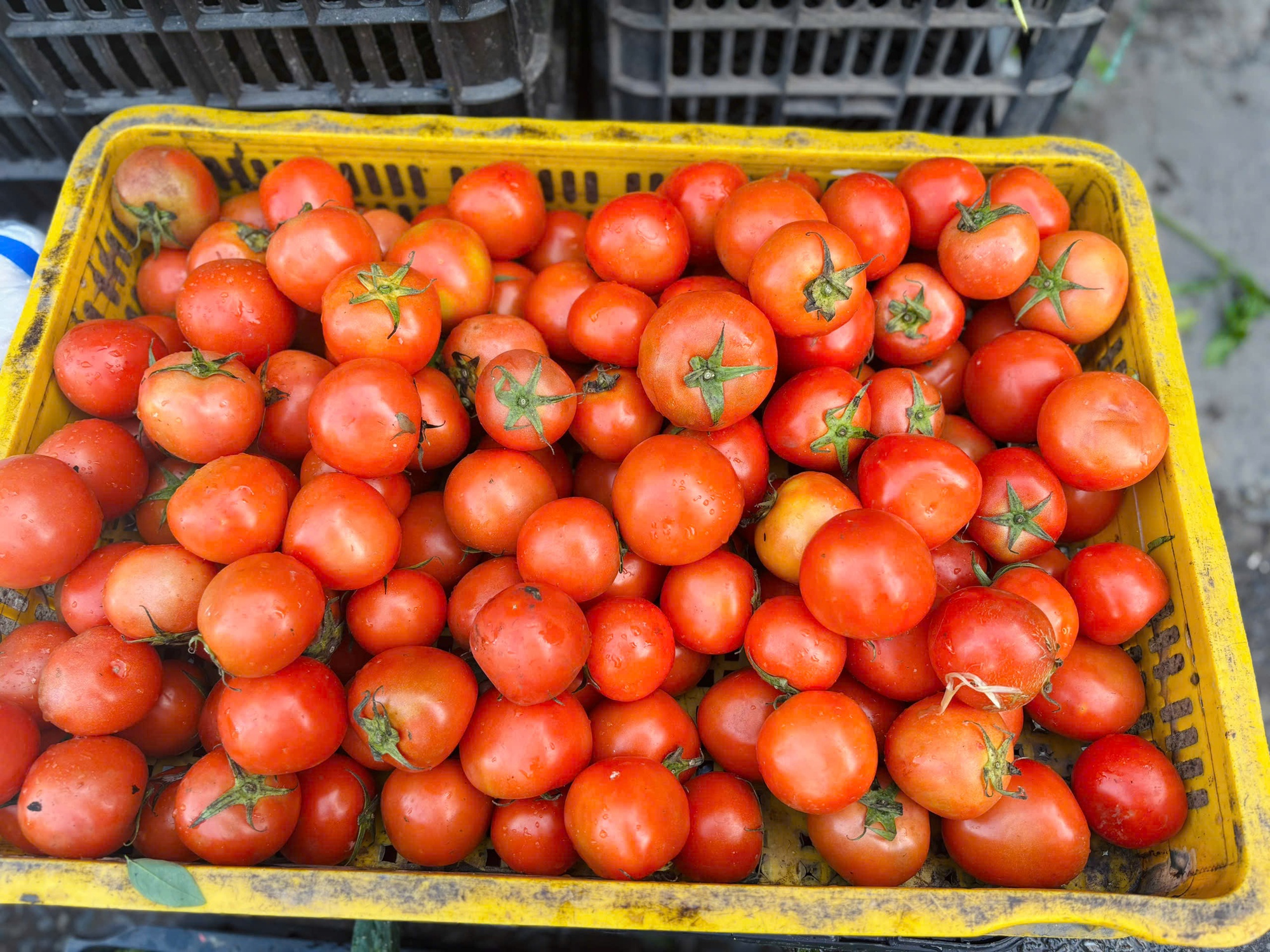 Giá rau 'phi mã' sau bão, bữa cơm gia đình Thủ đô chịu áp lực nặng nề- Ảnh 1. Giá rau 'phi mã' sau bão, bữa cơm gia đình Thủ đô chịu áp lực nặng nề- Ảnh 1.