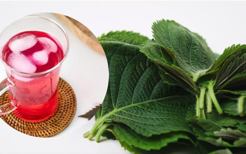 Uống nước tía tô có giảm cân, trị mụn được không?- Ảnh 3. Uống nước tía tô có giảm cân, trị mụn được không?- Ảnh 3.