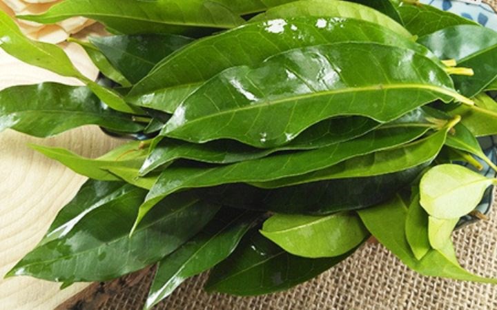 Nên dùng lá vối tươi hay khô là tốt nhất?