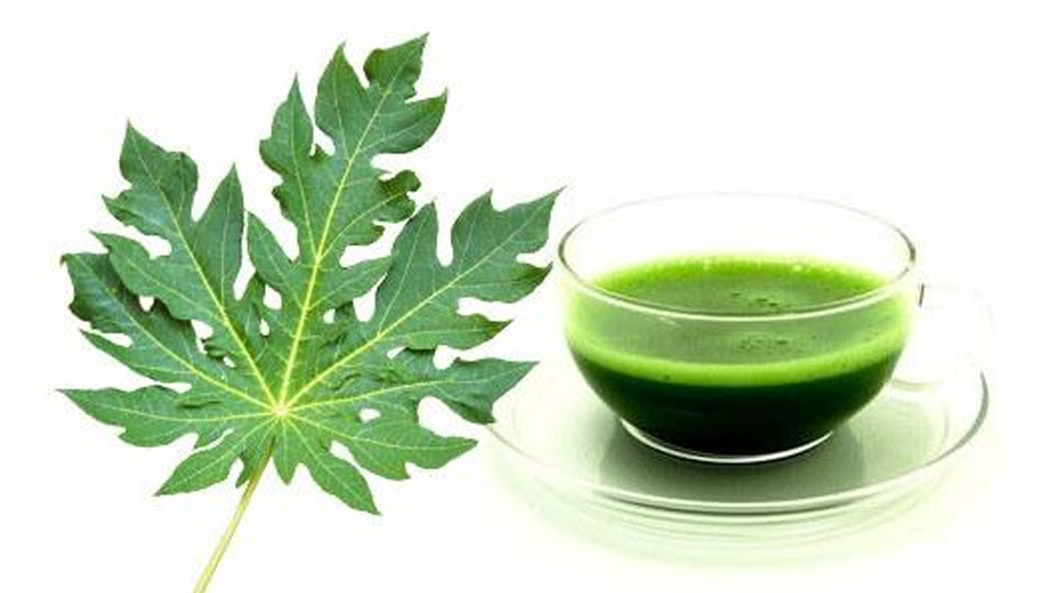 5 unexpected benefits of papaya leaves - Photo 1. 6 lợi ích từ nước ép lá đu đủ tươi với sức khỏe - Báo Nam Định điện tử