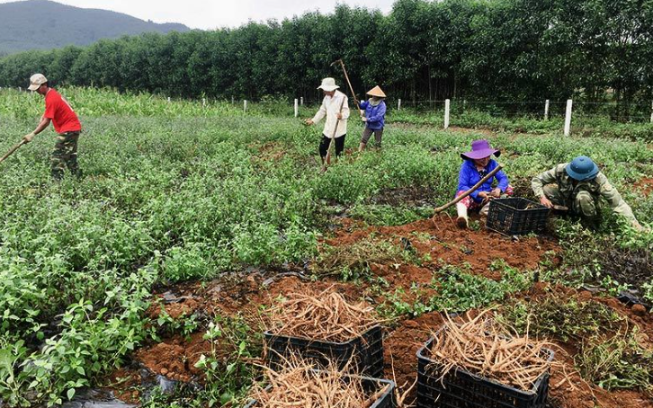 Phát triển dược liệu dựa trên di sản: Động lực mới cho kinh tế địa phương- Ảnh 3. Khởi sắc kinh tế vùng cao nhờ cây dược liệu giá trị