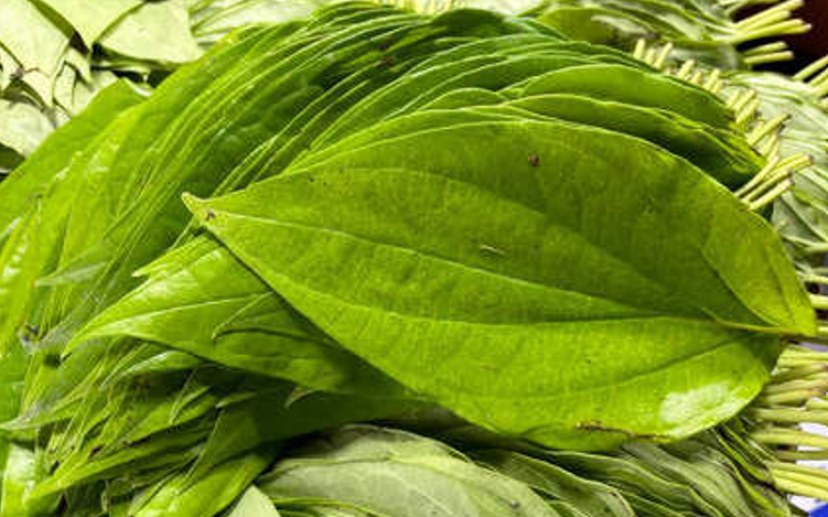 Cách dùng lá trầu không giảm axit uric