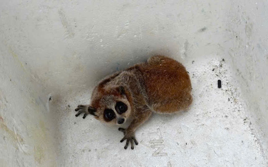 Phát hiện loài công nguy cấp, quý hiếm tại Thác Đồng Quan- Ảnh 3.