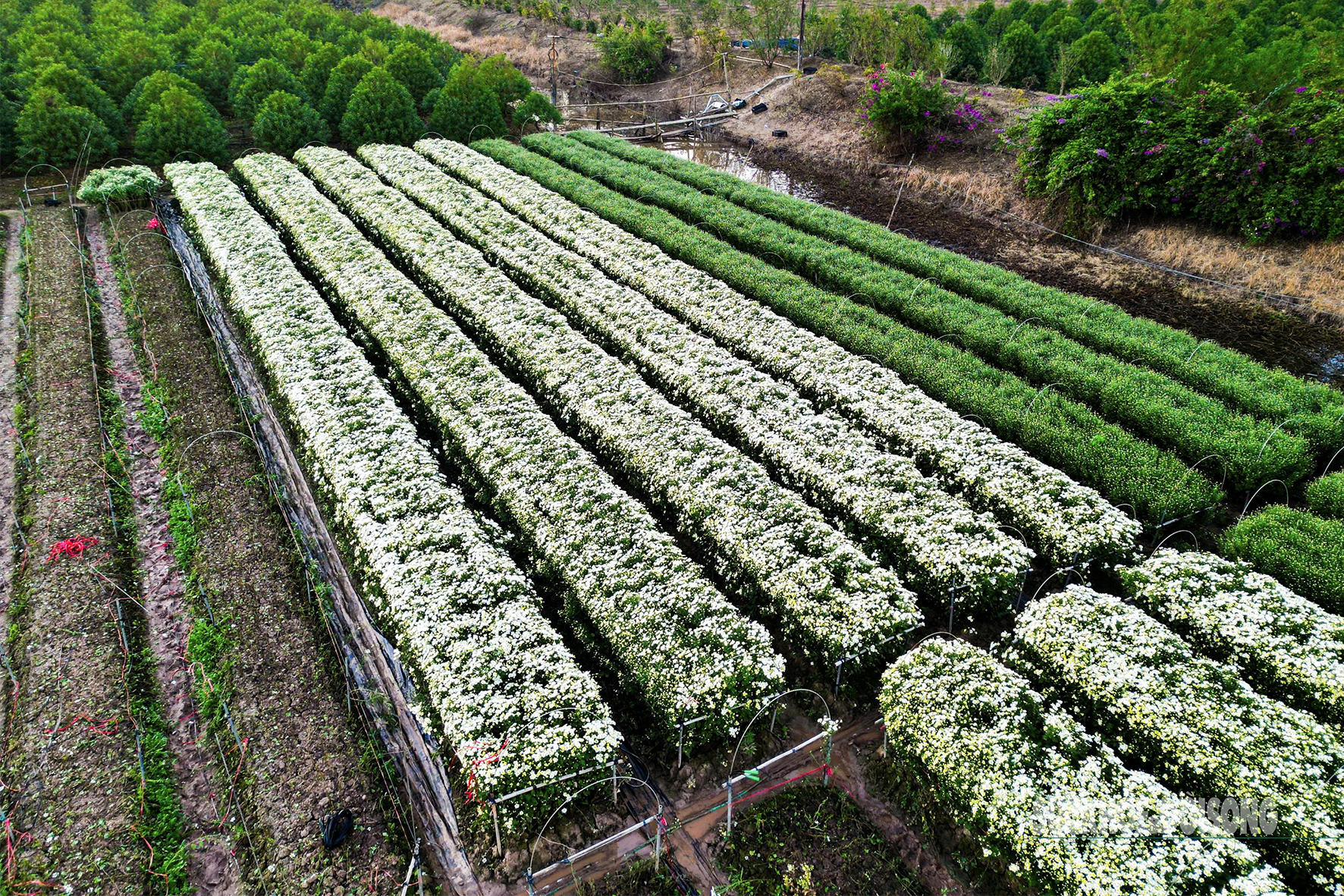 Hà Nội dịu dàng mùa hoa 'gọi đông'- Ảnh 9.