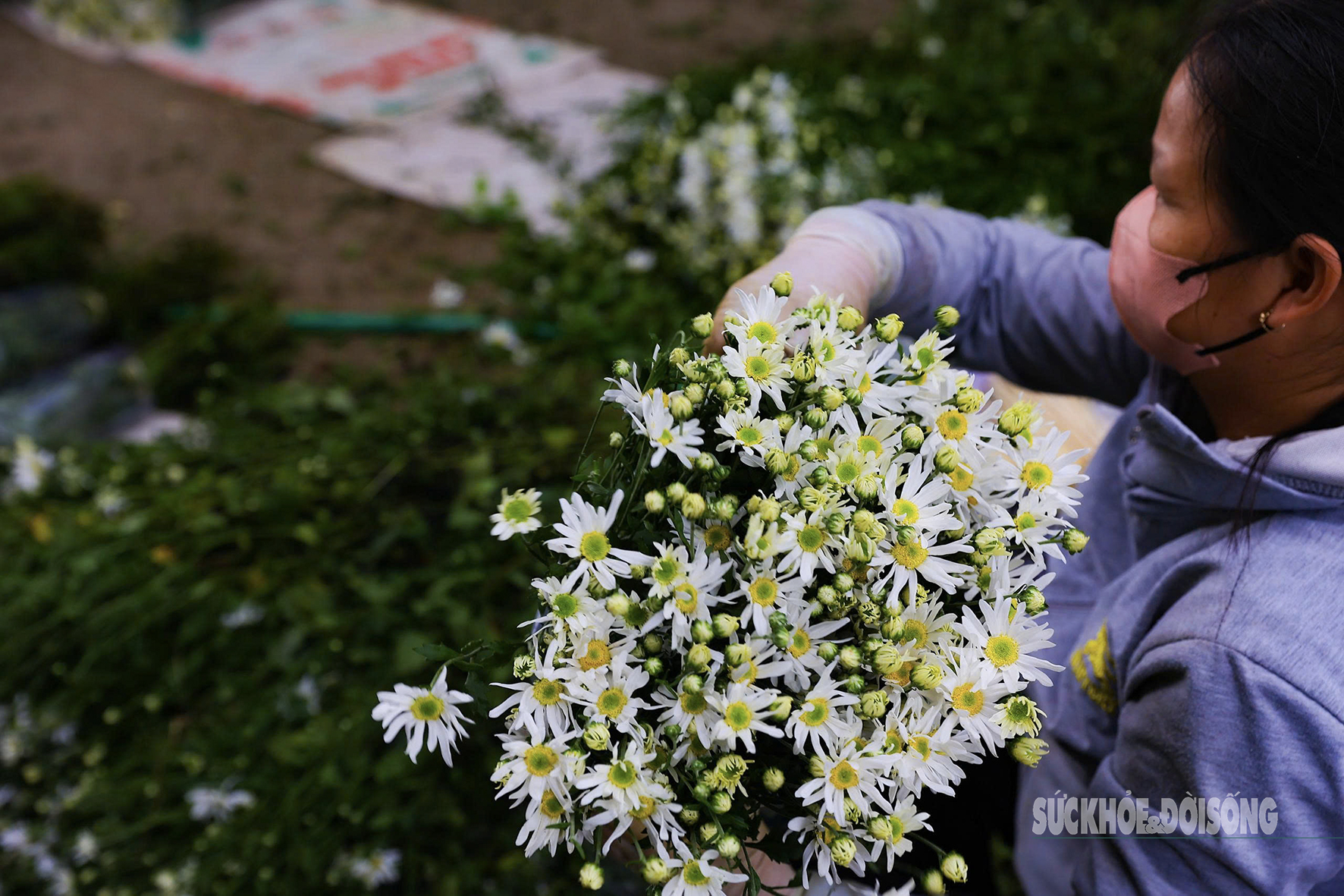 Hà Nội dịu dàng mùa hoa 'gọi đông'- Ảnh 7.