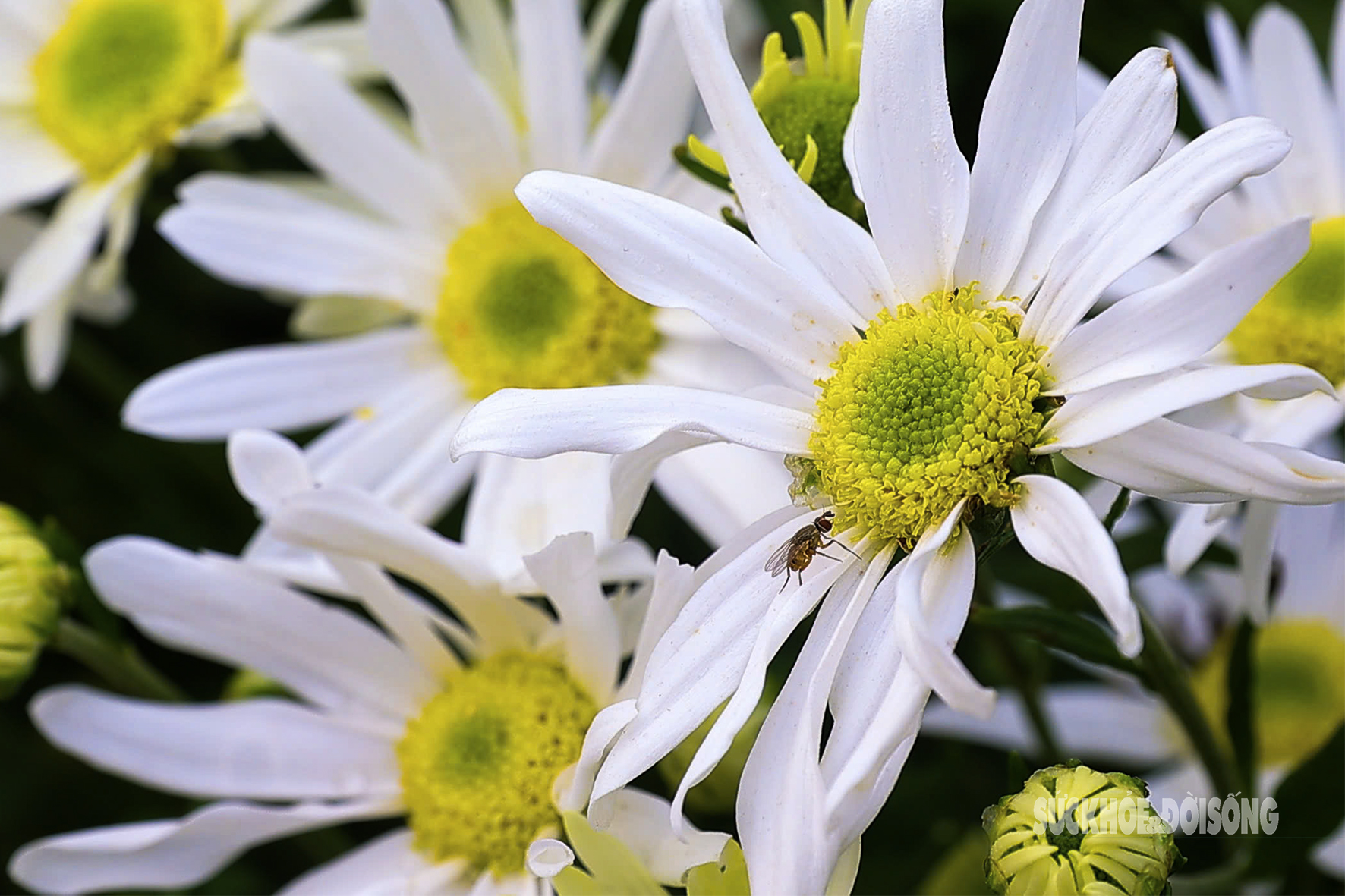 Hà Nội dịu dàng mùa hoa 'gọi đông'- Ảnh 2.