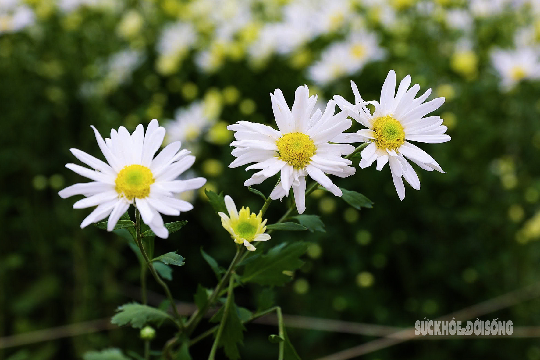 Hà Nội dịu dàng mùa hoa 'gọi đông'- Ảnh 10.