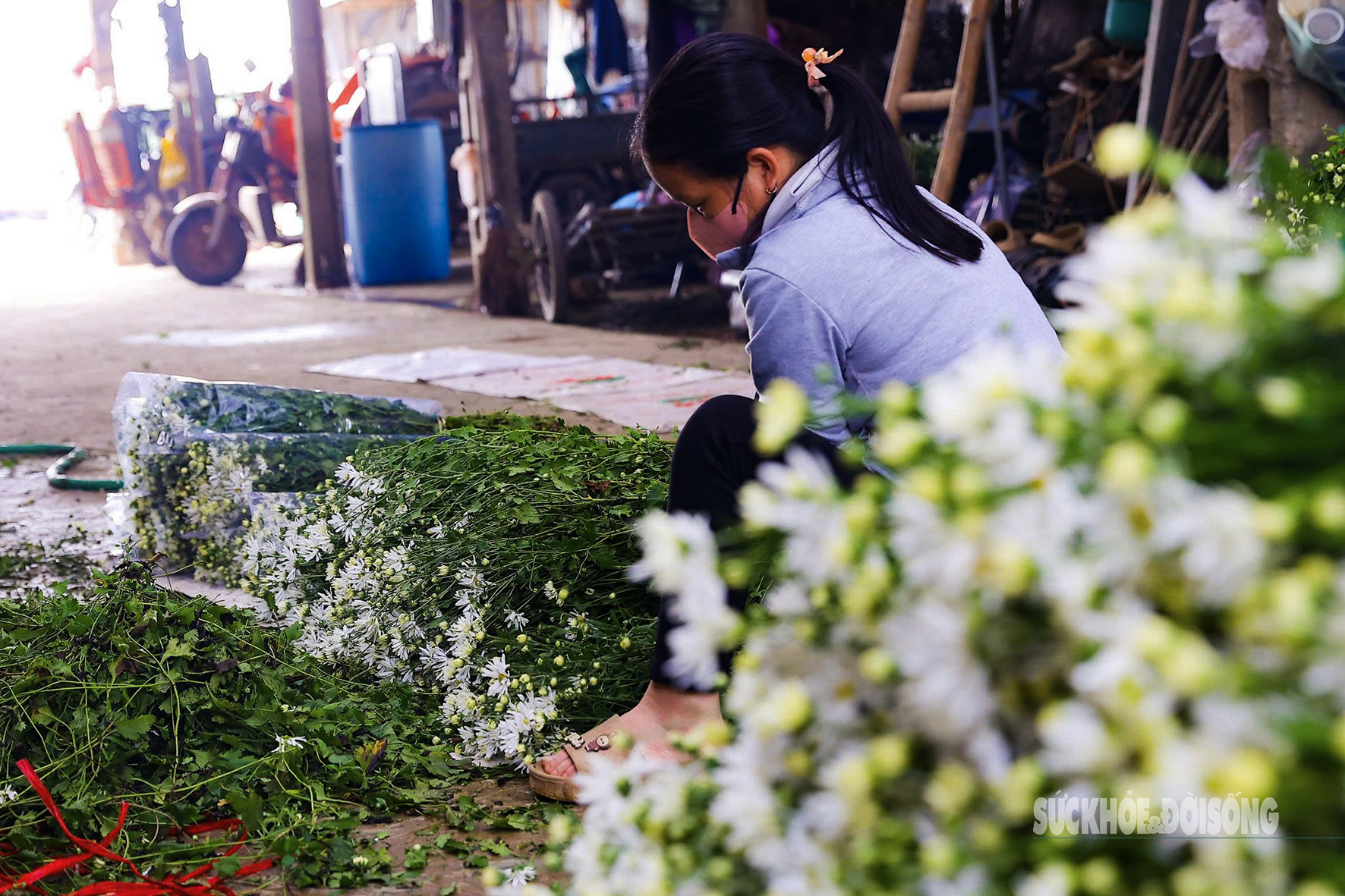 Hà Nội dịu dàng mùa hoa 'gọi đông'- Ảnh 8.