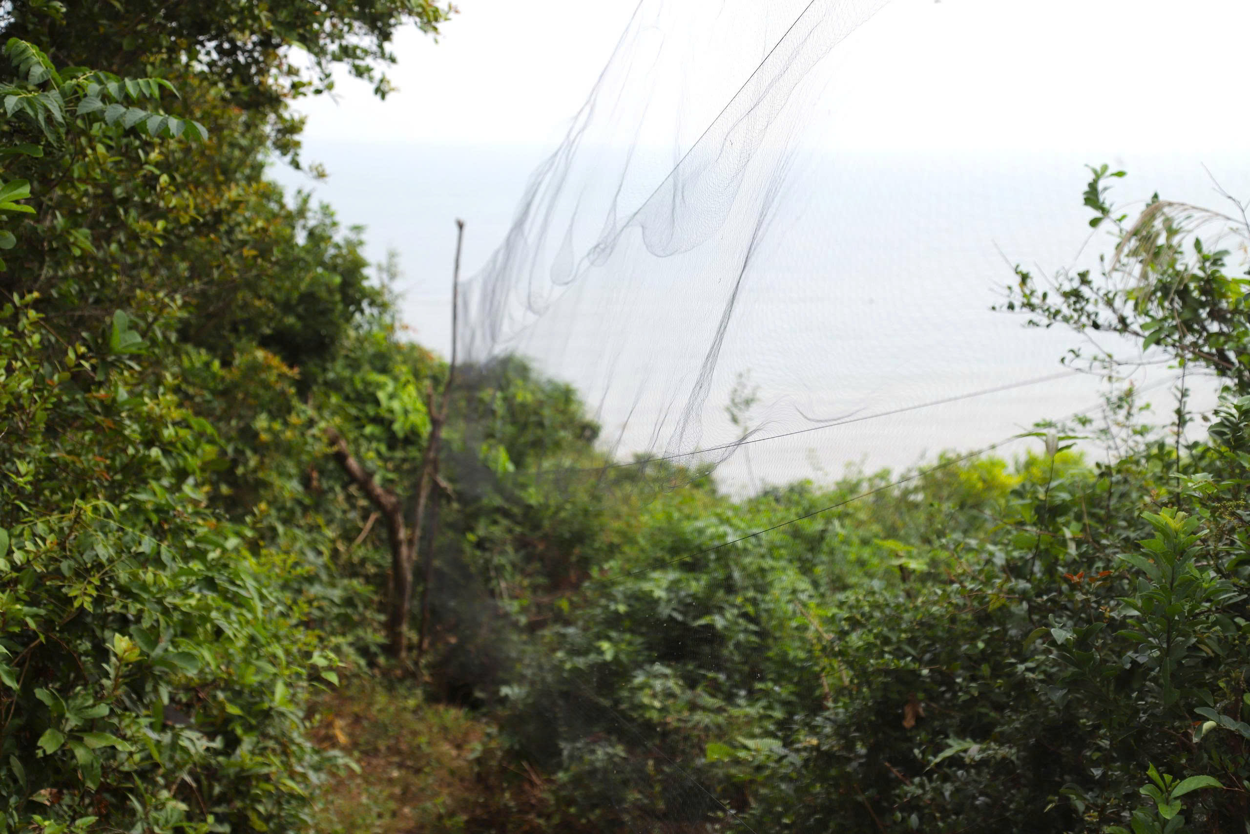 Chim hoang dã mắc kẹt trong ma trận bẫy giữa lưng chừng trời- Ảnh 2.