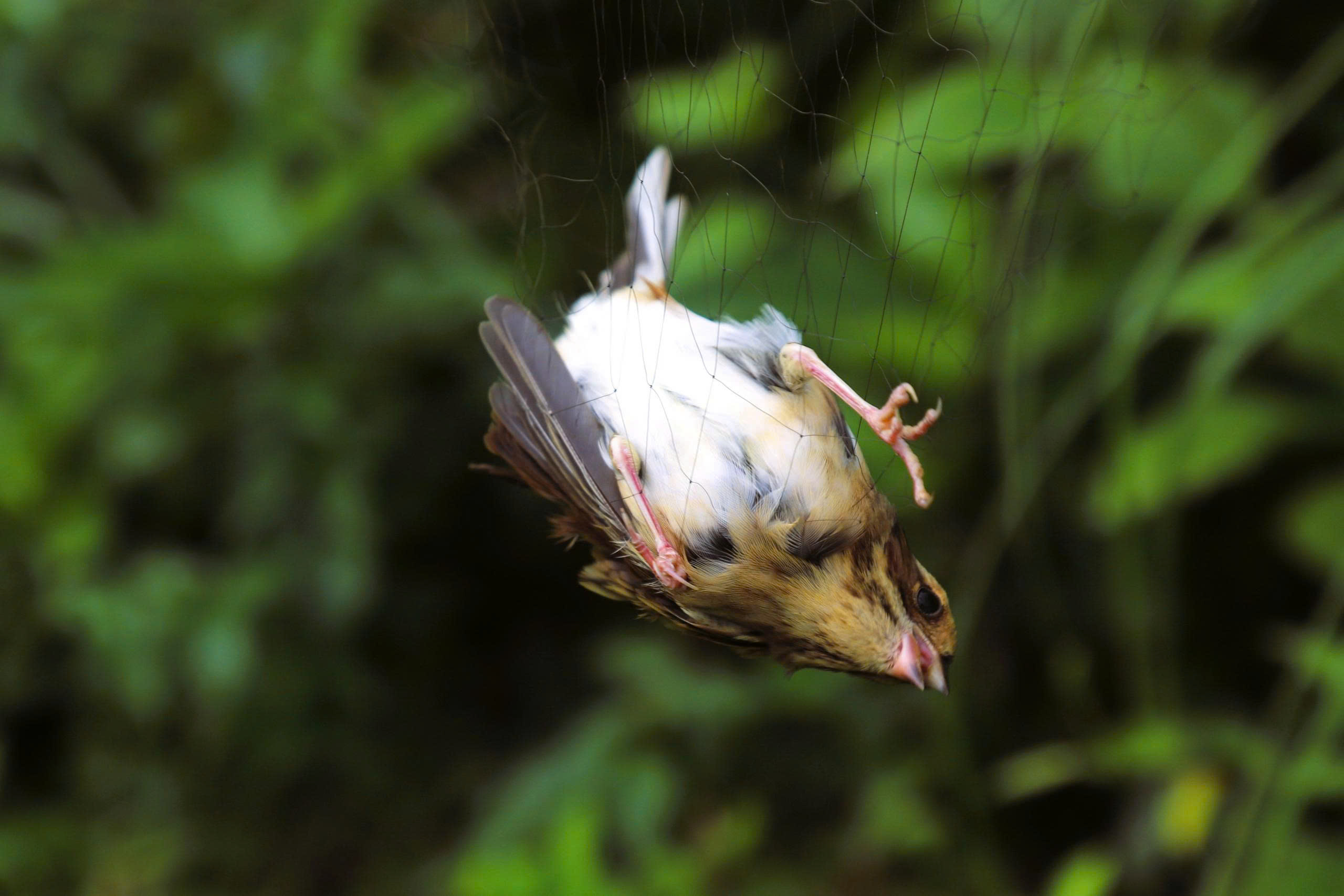 Chim hoang dã mắc kẹt trong ma trận bẫy giữa lưng chừng trời- Ảnh 7.