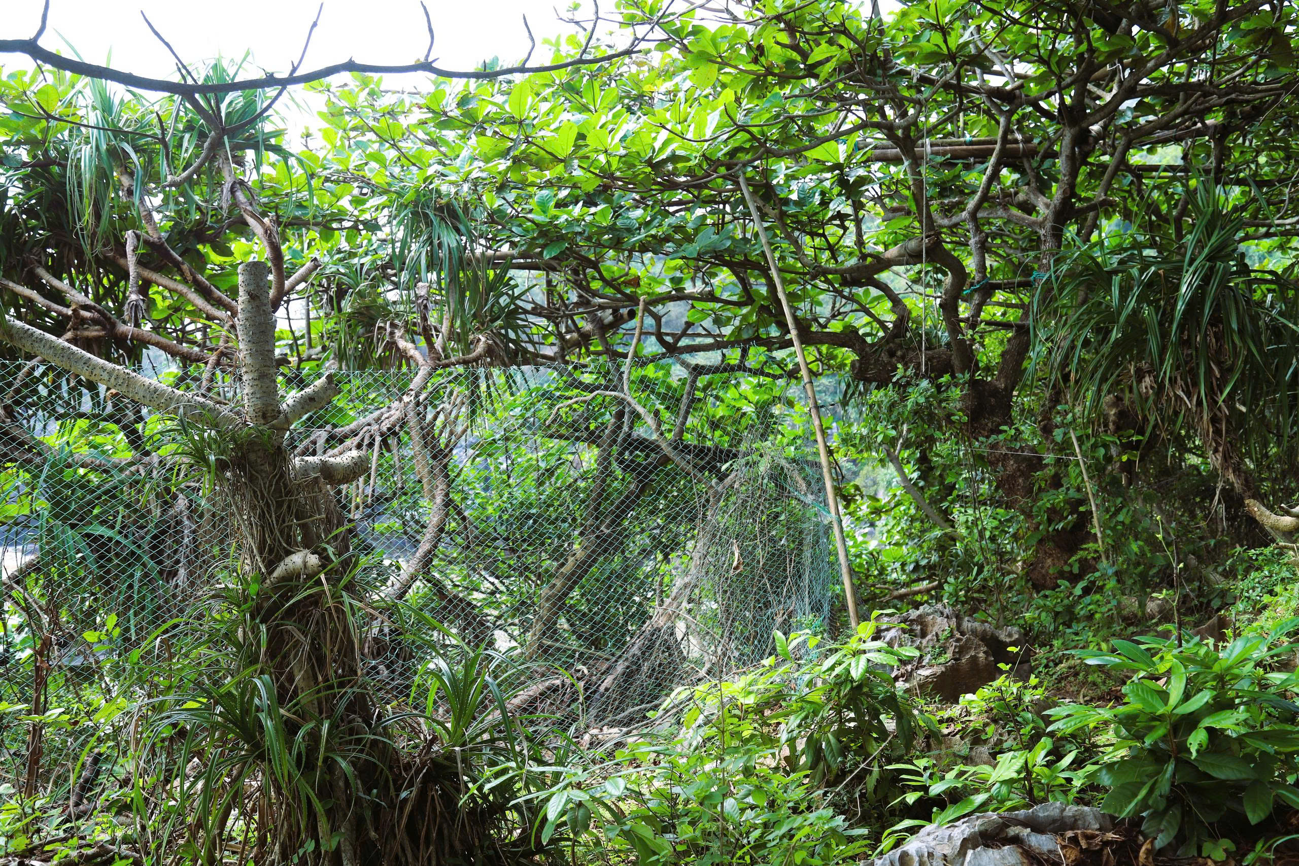 Chim hoang dã mắc kẹt trong ma trận bẫy giữa lưng chừng trời- Ảnh 6.