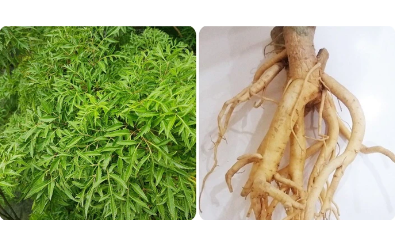 Uống nước lá đinh lăng, lạc tiên có tác dụng gì? - Ảnh 3.