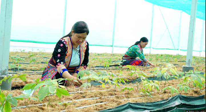 Vươn lên làm giàu từ sâm Lai Châu- Ảnh 1. Women working in a greenhouse AI-generated content may be incorrect.