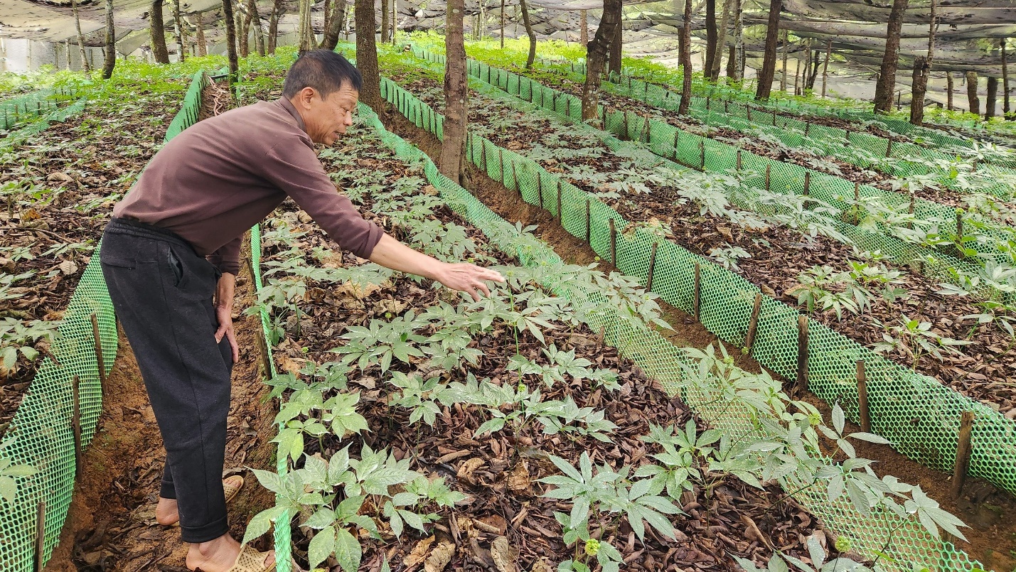 Vươn lên làm giàu từ sâm Lai Châu- Ảnh 2. A person touching plants in a garden AI-generated content may be incorrect.