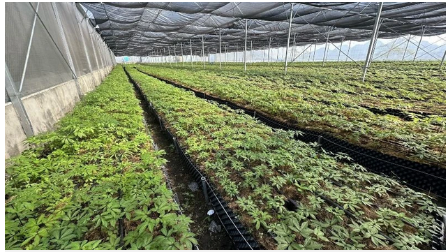 Vươn lên làm giàu từ sâm Lai Châu- Ảnh 3. A greenhouse with plants growing in it AI-generated content may be incorrect.
