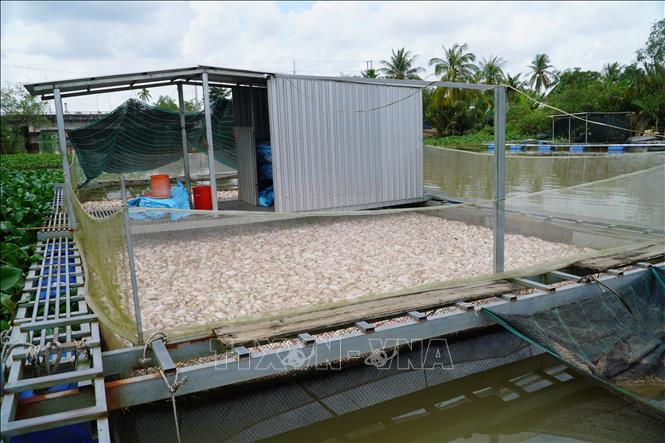 Nguyên nhân ban đầu khiến hàng chục tấn cá chết bất thường ở Cần Thơ- Ảnh 2.