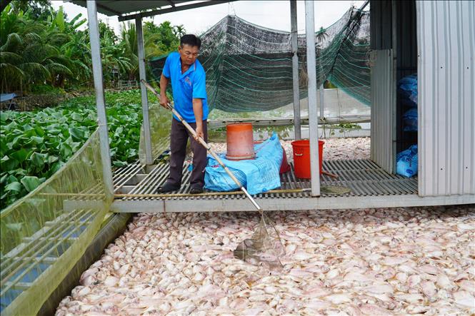 Nguyên nhân ban đầu khiến hàng chục tấn cá chết bất thường ở Cần Thơ- Ảnh 3.