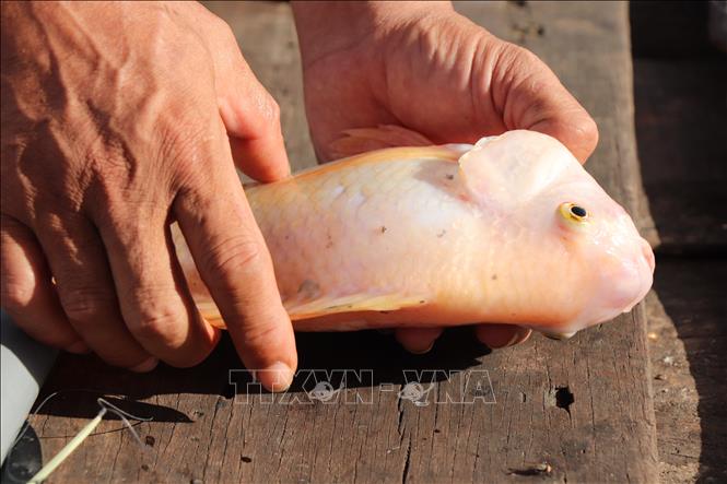 Nguyên nhân ban đầu khiến hàng chục tấn cá chết bất thường ở Cần Thơ- Ảnh 1.