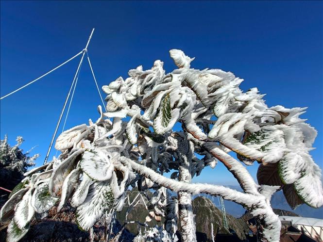 Băng giá phủ trắng đỉnh Fansipan- Ảnh 2. Băng giá phủ trắng đỉnh Fansipan- Ảnh 2.