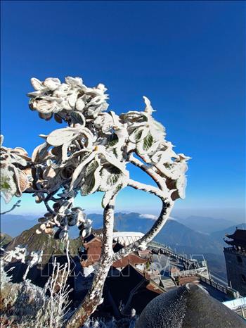 Băng giá phủ trắng đỉnh Fansipan- Ảnh 4. Băng giá phủ trắng đỉnh Fansipan- Ảnh 4.