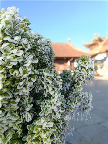 Băng giá phủ trắng đỉnh Fansipan- Ảnh 5. Băng giá phủ trắng đỉnh Fansipan- Ảnh 5.