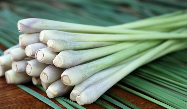 Cách bảo quản sả tươi lâu, đơn giản không phải ai cũng biết – ÔNG BỤT FARM