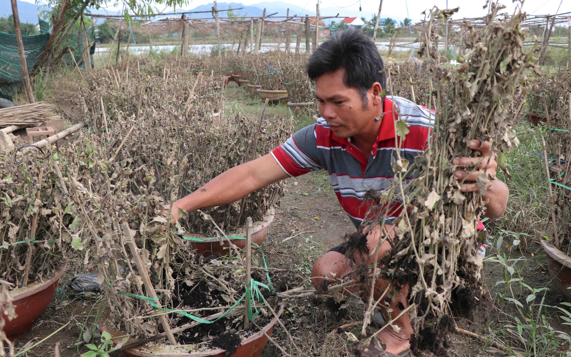 Người trồng hoa cúc Đắk Lắk phấn khởi vì được mùa, trúng giá dịp Tết- Ảnh 4.