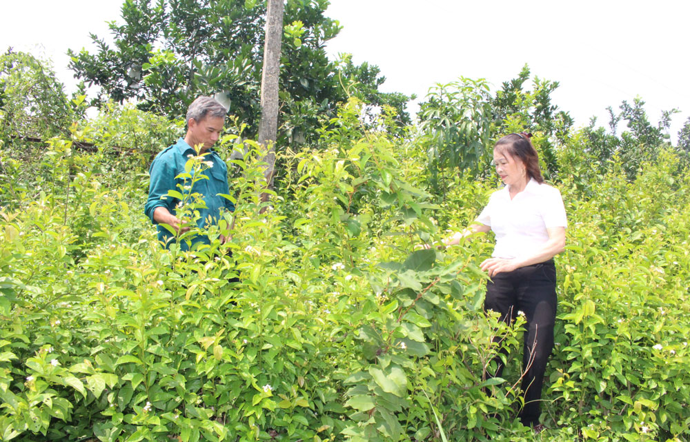 Đa dạng hóa sinh kế, nghề trồng và chế biến dược liệu giúp bà con thoát nghèo- Ảnh 1.