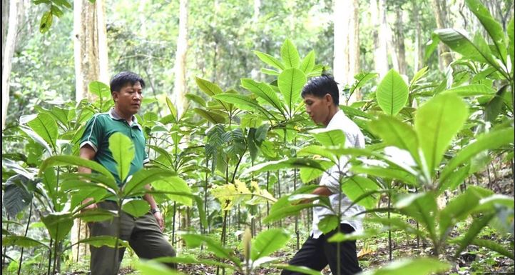 Đa dạng hóa sinh kế, nghề trồng và chế biến dược liệu giúp bà con thoát nghèo- Ảnh 2.