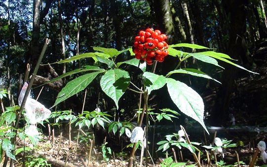 Tập trung vào nguồn gốc và chất lượng để nâng tầm thương hiệu "Dược liệu Việt Nam"- Ảnh 1. Bà con vùng cao vượt gian khó làm giàu từ dược liệu