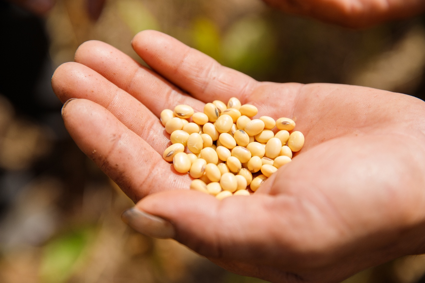 Đậu nành - từ thực phẩm truyền thống đến nguồn dinh dưỡng hiện đại- Ảnh 2. Đậu nành - từ thực phẩm truyền thống đến nguồn dinh dưỡng hiện đại- Ảnh 2.