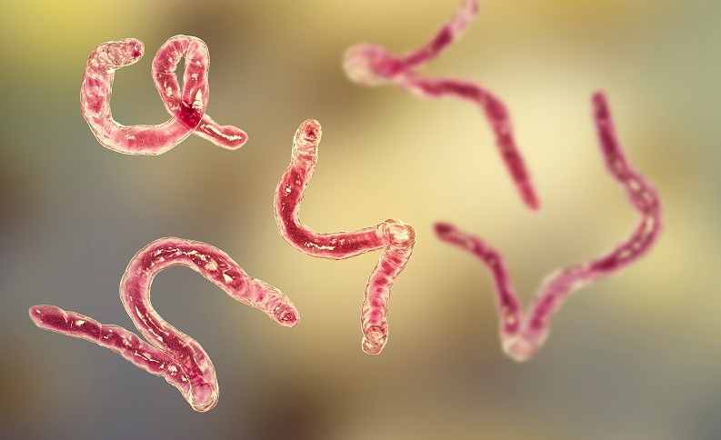 ອາການຂອງແມ່ທ້ອງຕ້ອງໄປພົບແພດໄວ, ໄປກວດຢູ່ໃສ? - ຮູບ 1. Nhiễm giun: nguyên nhân, triệu chứng, điều trị và cách phòng ngừa - Công ty Cổ phần Vacxin Việt Nam