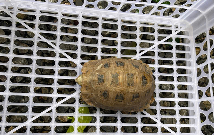 Rùa núi vàng quý hiếm bất ngờ đi lạc vào khuôn viên chùa- Ảnh 1.