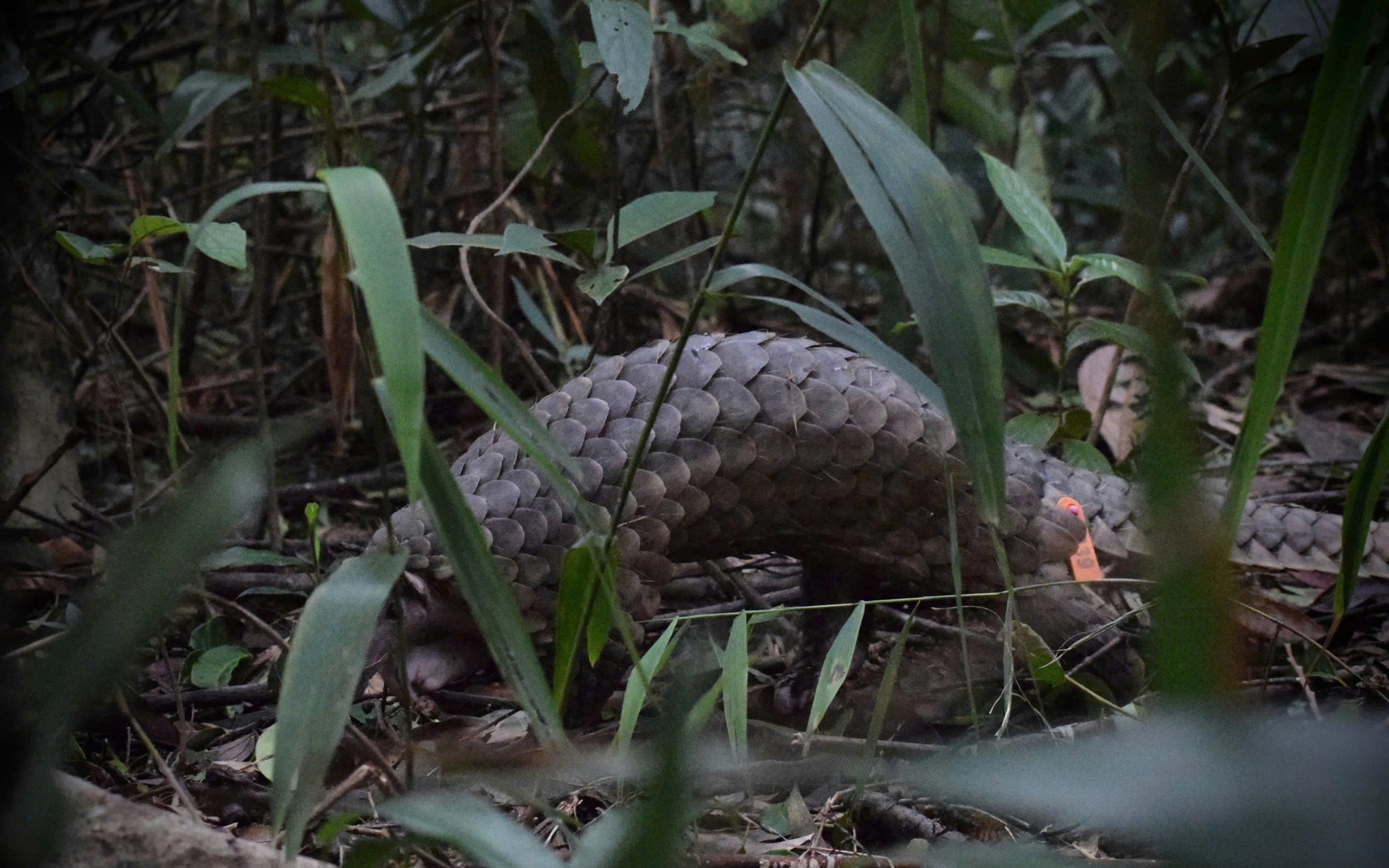 Giải cứu 12 cá thể động vật quý hiếm có nguy cơ tuyệt chủng- Ảnh 4.