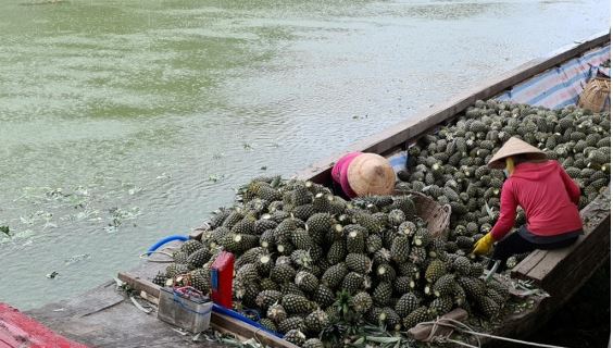 Đồng Tháp: Nhiều giải pháp hiệu quả để giảm nghèo bền vững- Ảnh 2. Đồng Tháp: Nhiều giải pháp hiệu quả để giảm nghèo bền vững- Ảnh 2.