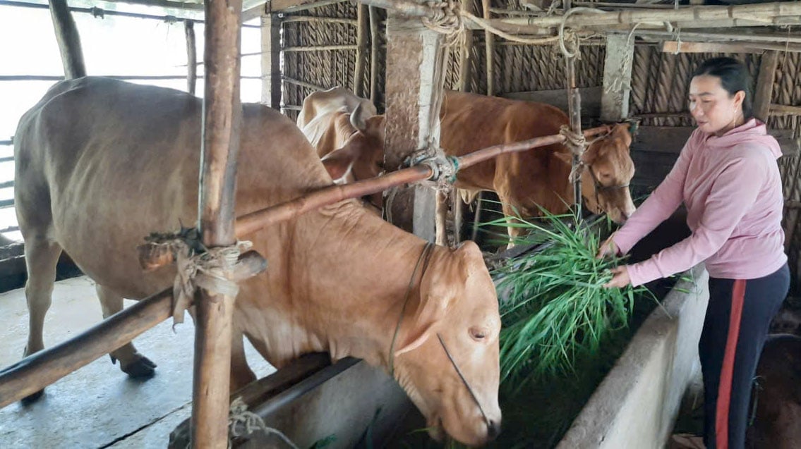 Vĩnh Long: Hướng đến mục tiêu giảm nghèo bền vững, toàn diện- Ảnh 1. Vĩnh Long: Hướng đến mục tiêu giảm nghèo bền vững, toàn diện- Ảnh 1.