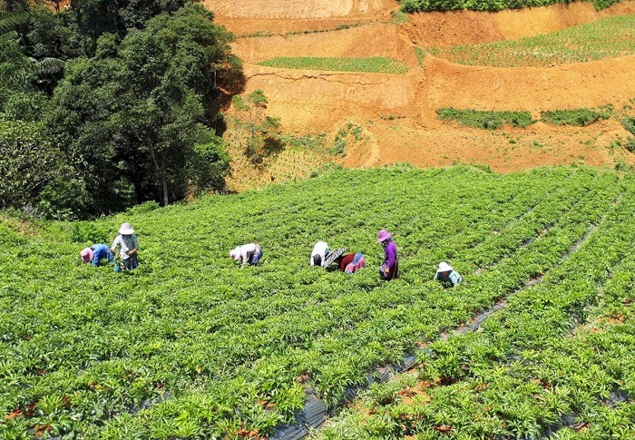 Chính sách phát triển thương hiệu Quốc gia hướng tới xuất khẩu tri thức và sản phẩm dược liệu- Ảnh 2. Chính sách phát triển thương hiệu Quốc gia hướng tới xuất khẩu tri thức và sản phẩm dược liệu- Ảnh 2.