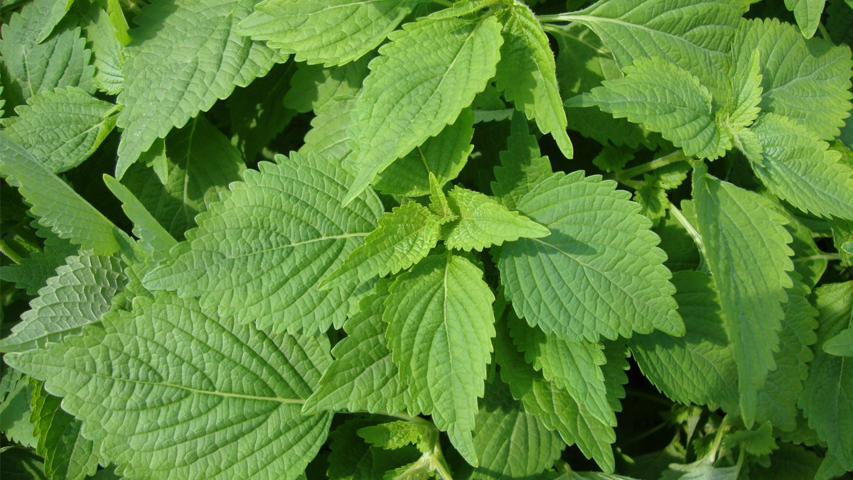 4 aliments médicinaux pour aider à augmenter la résistance au froid - Photo 3. 4 dược thiện giúp tăng sức đề kháng trong mùa lạnh- Ảnh 3.