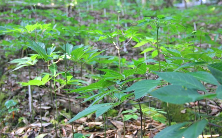 Từ di sản y dược cổ truyền đến 'mỏ vàng' công nghiệp dược: Nền tảng và cơ hội phát triển- Ảnh 3.